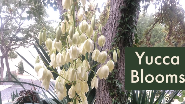 Yucca blooms.